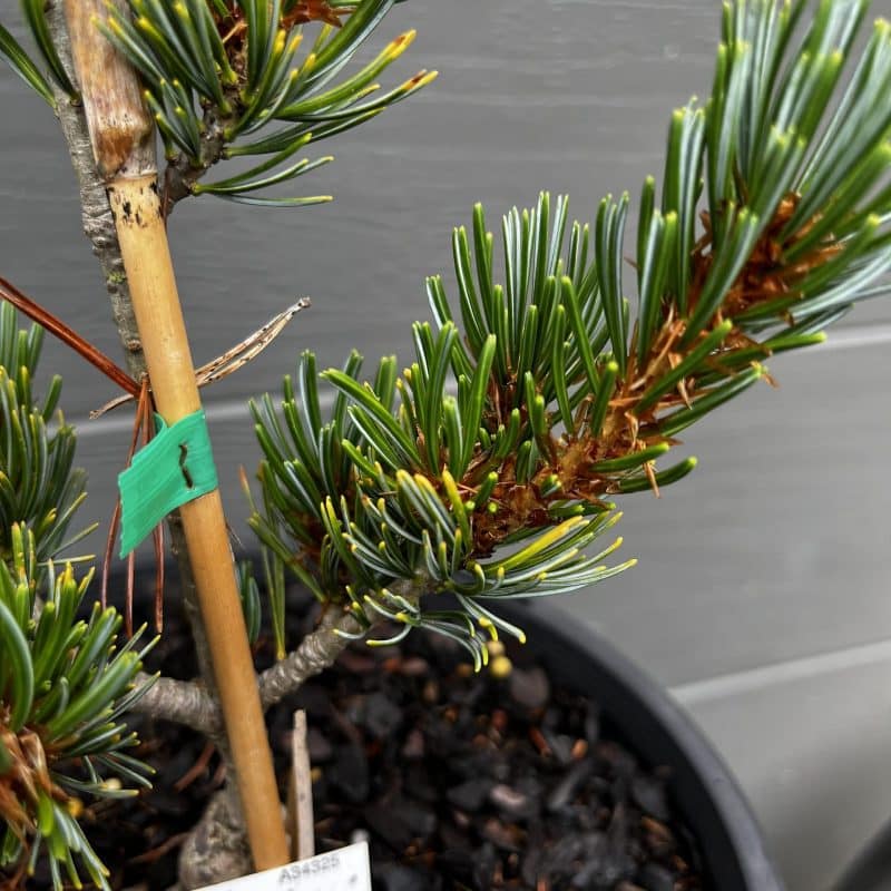 'Fukai' Japanese White Pine (Pinus Parviflora 'Fukai') Sequoia Valley Farms