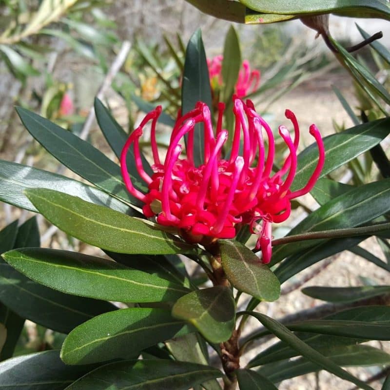 Tasmanian Waratah (Telopea Truncata) Sequoia Valley Farms