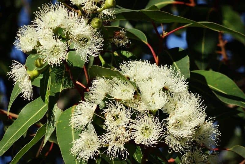 Eucalyptus | Sequoia Valley Farms