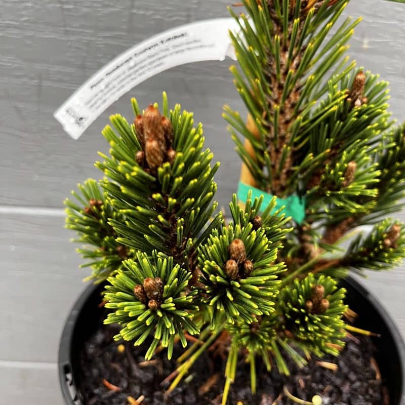 Narrow Japanese Black Pine 'Kotobuki' | Sequoia Valley Farms