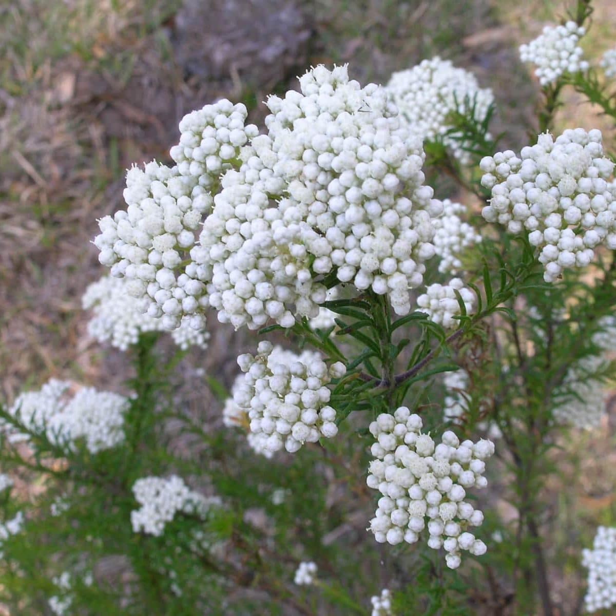 Rice Flower (Ozothamnus Diosmifolius) | Sequoia Valley Farms