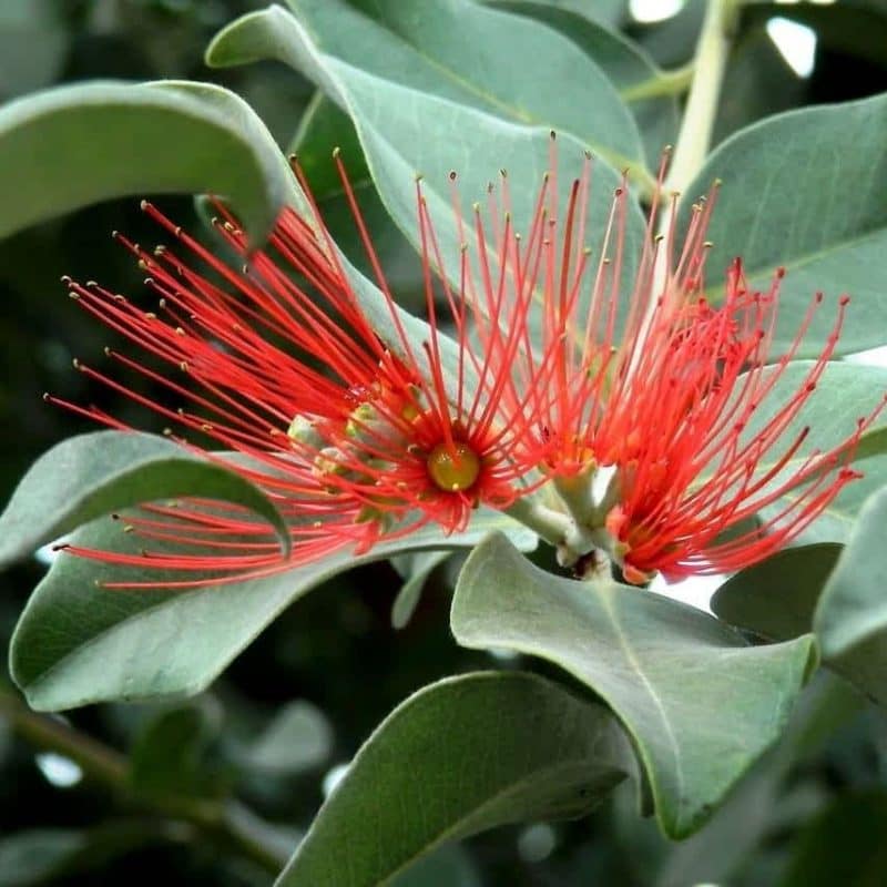 New Zealand Christmas Bush Sequoia Valley Farms