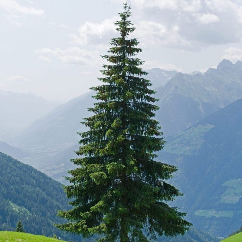 Norway Spruce (Picea Abies) | Sequoia Valley Farms