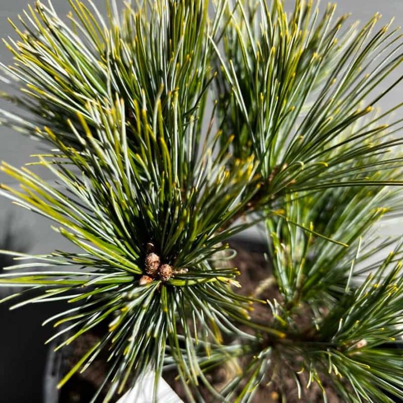 'Macopin' Eastern White Pine (Pinus Strobus 'Macopin') | Sequoia Valley ...