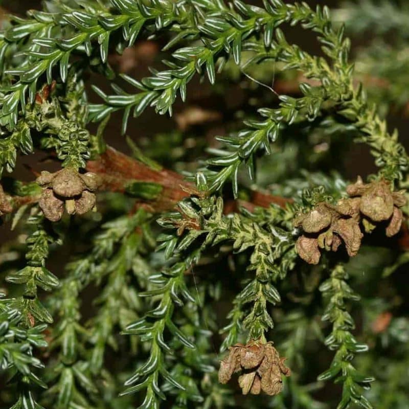 Fitzroya Tree Patagonian Cypress | Sequoia Valley Farms