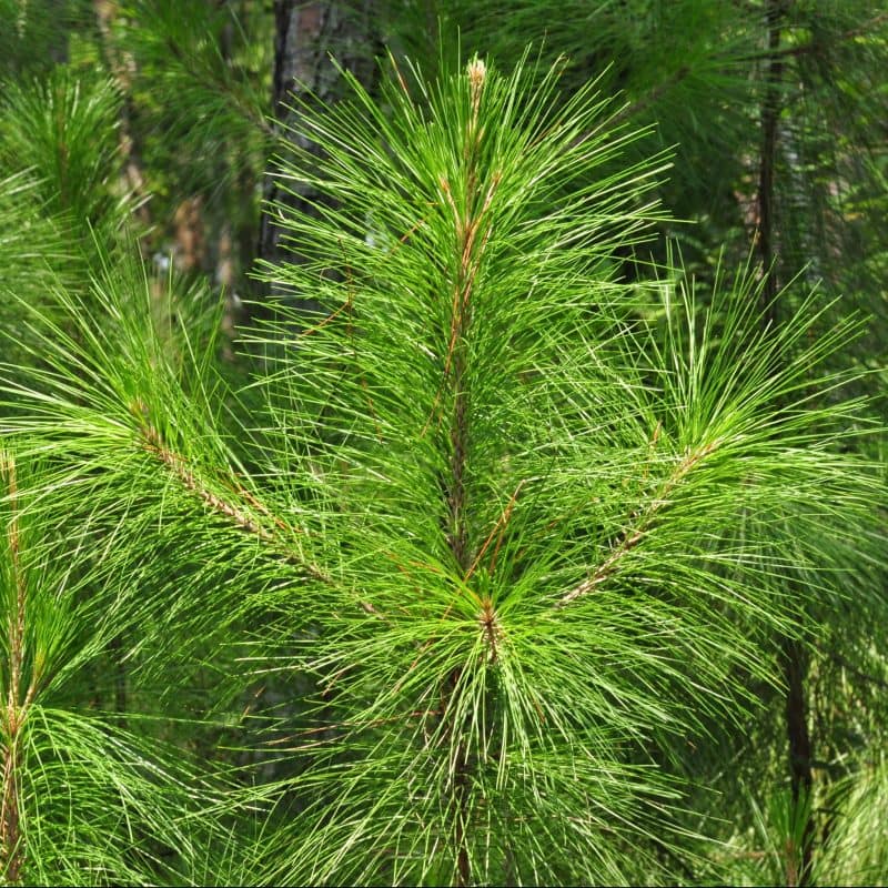 slash pine bark