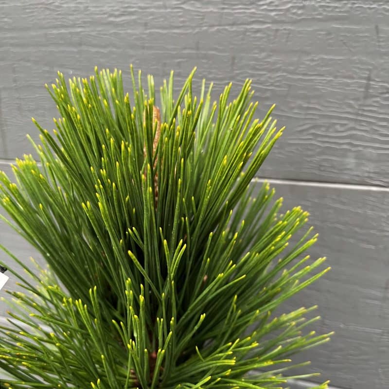 'Thunderhead' Japanese Black Pine | Sequoia Valley Farms