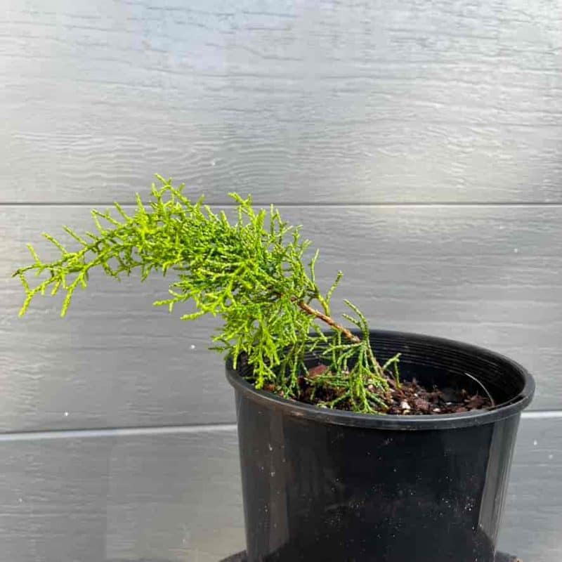 Huon Pine Sequoia Valley Farms