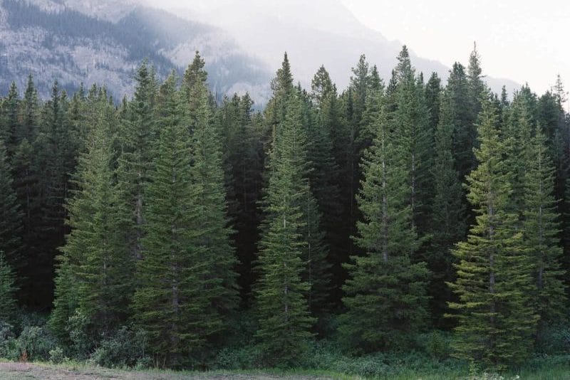 European Conifers Sequoia Valley Farms European Conifers Sequoia Valley Farms