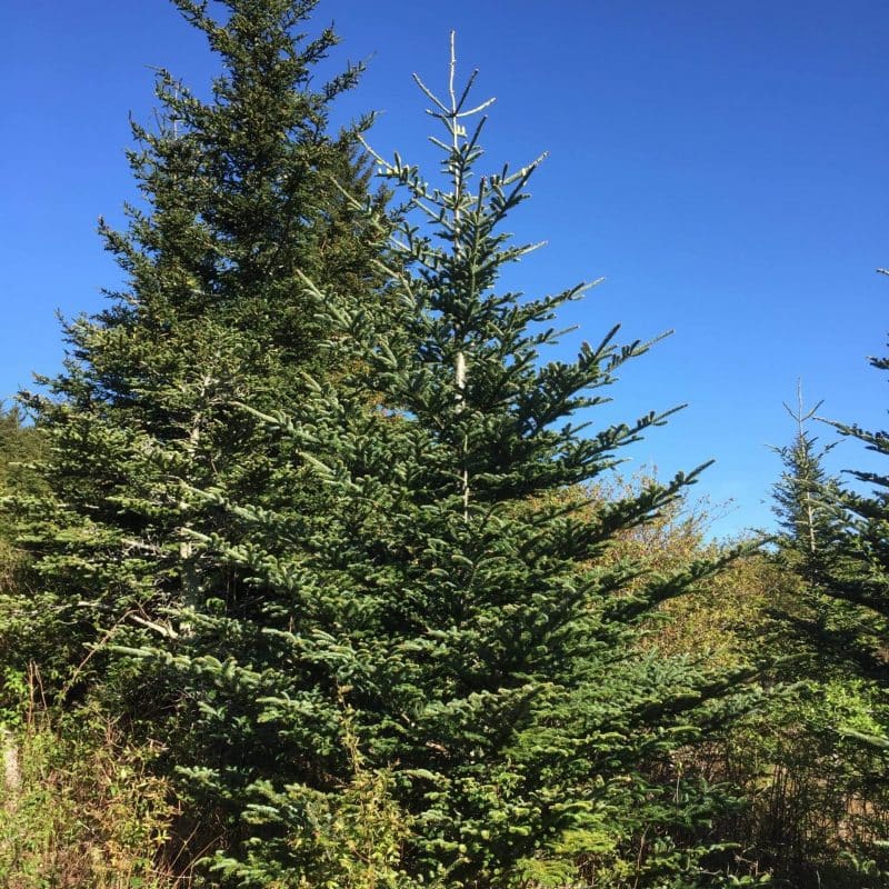 Fraser Fir (Abies Fraseri) | Sequoia Valley Farms