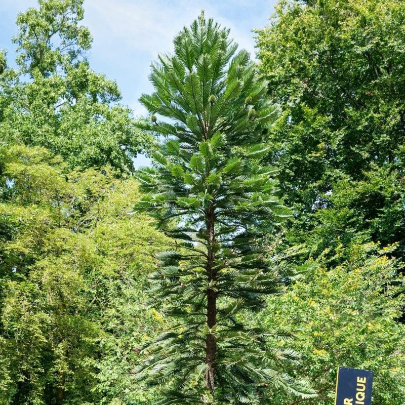 Wollemianobilismain1 Sequoia Valley Farms