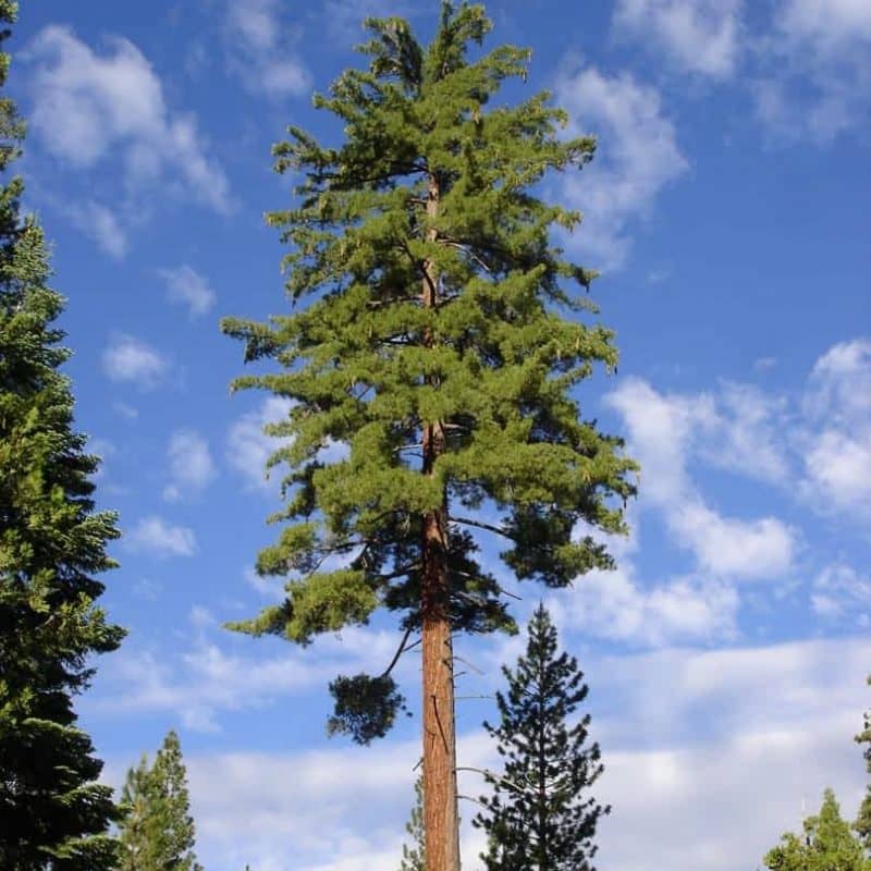 Sugar Pine | Sequoia Valley Farms