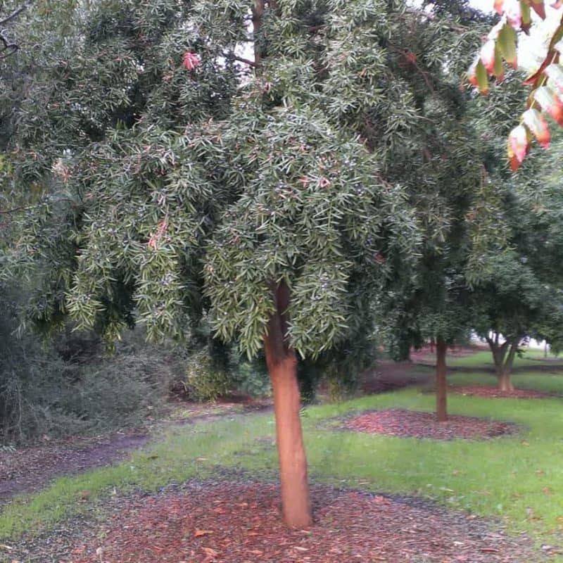 Illawarra plum tree for sale