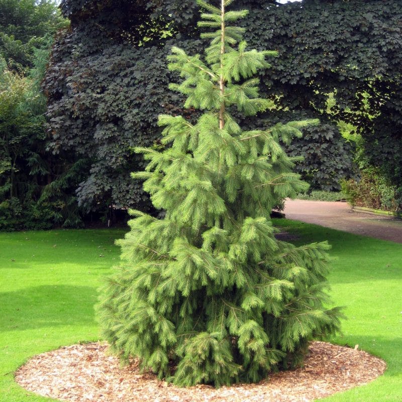 Asian Conifers | Sequoia Valley Farms